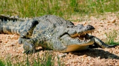 Nil crocodile